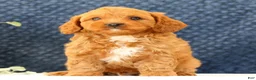 Cavapoo dogs for sale: Asher - Ad 6