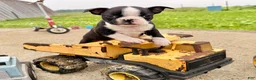 Boston Terrier dogs for sale: Clifford - Ad 2