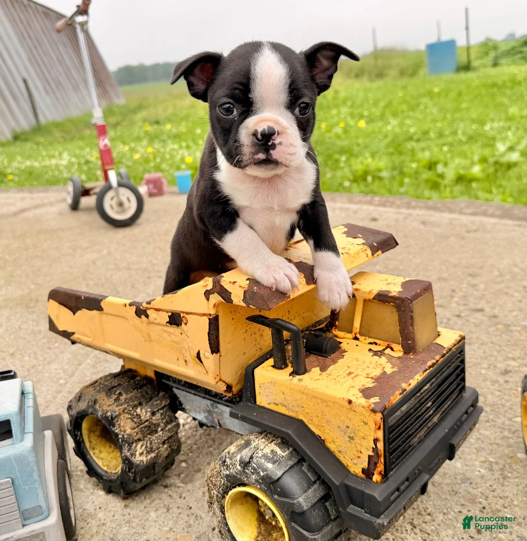 Boston Terrier dogs for sale: Clifford - Ad 2