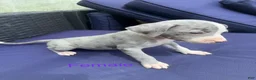 Mixed Breed dogs for sale: seven - Ad 5