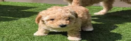 Maltipoo dogs for sale: Nora - Ad 1