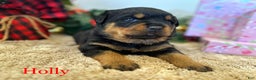 Rottweiler dogs for sale: Holly - Ad 2