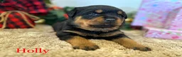 Rottweiler dogs for sale: Holly - Ad 5