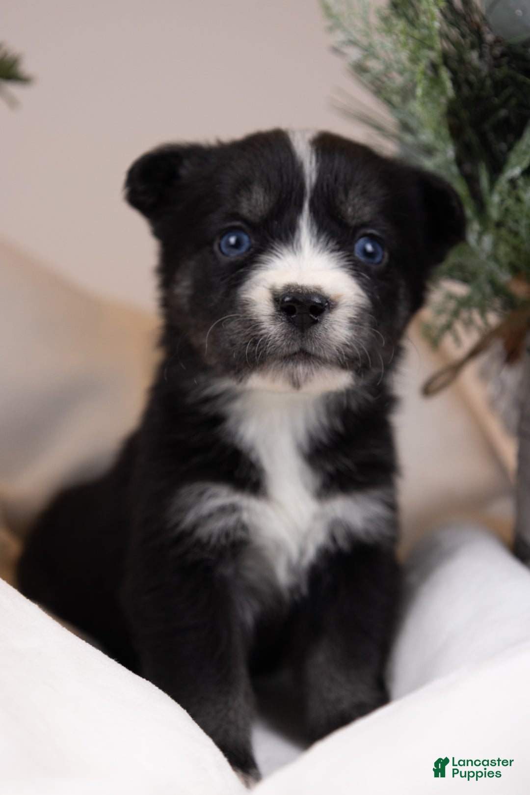 Goberian dogs for sale: Baby - Ad 2