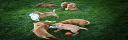 Labrador Retriever dogs for sale: NATHAN - Ad 14
