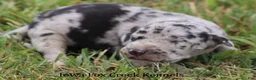 Great Dane dogs for sale: Samson - Ad 7