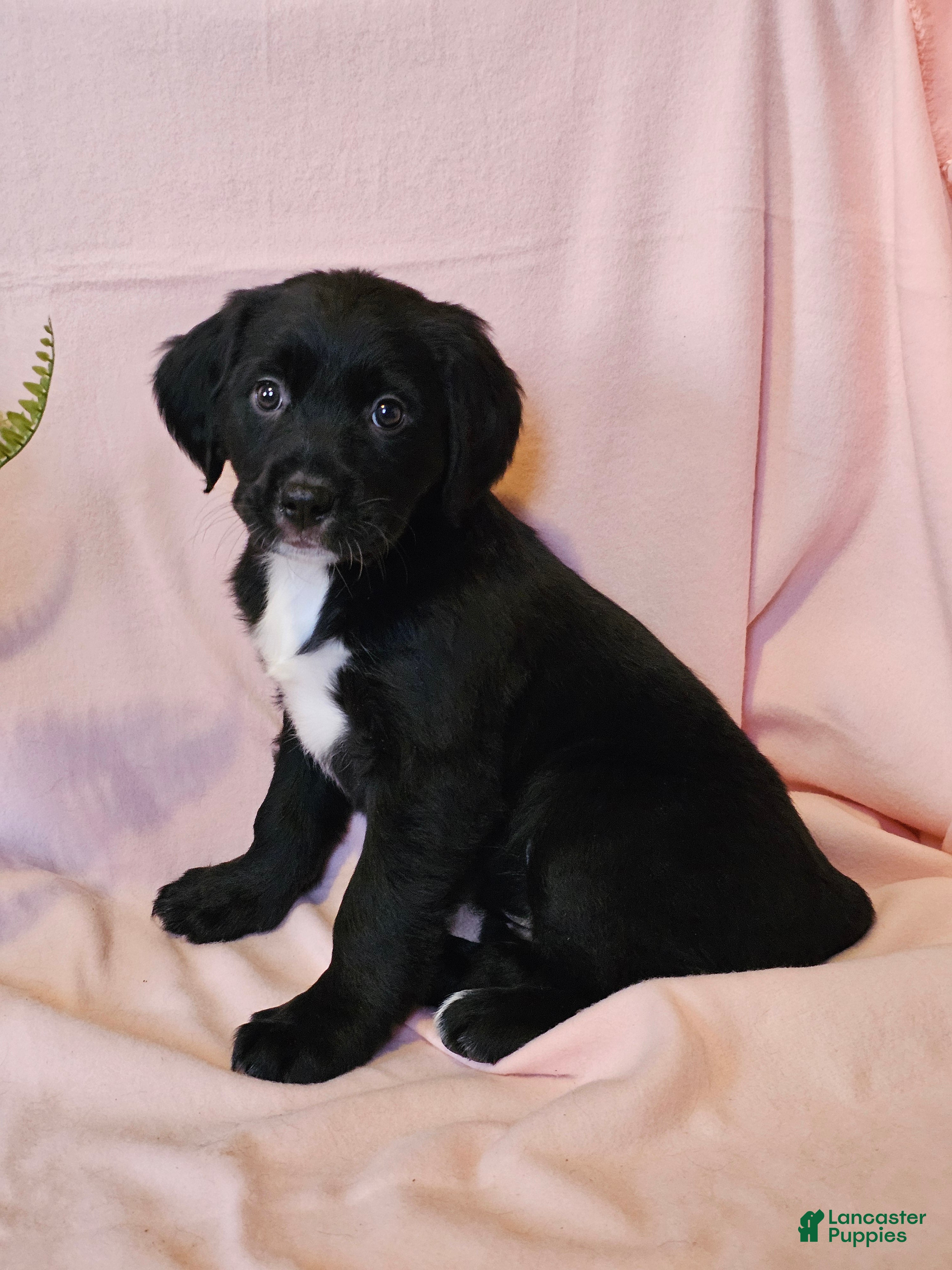 Mixed Breed dogs Tilly - Ad 5