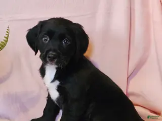 Mixed Breed dogs Tilly - Ad 5