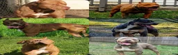 American Bully dogs for sale: Bella - Ad 8