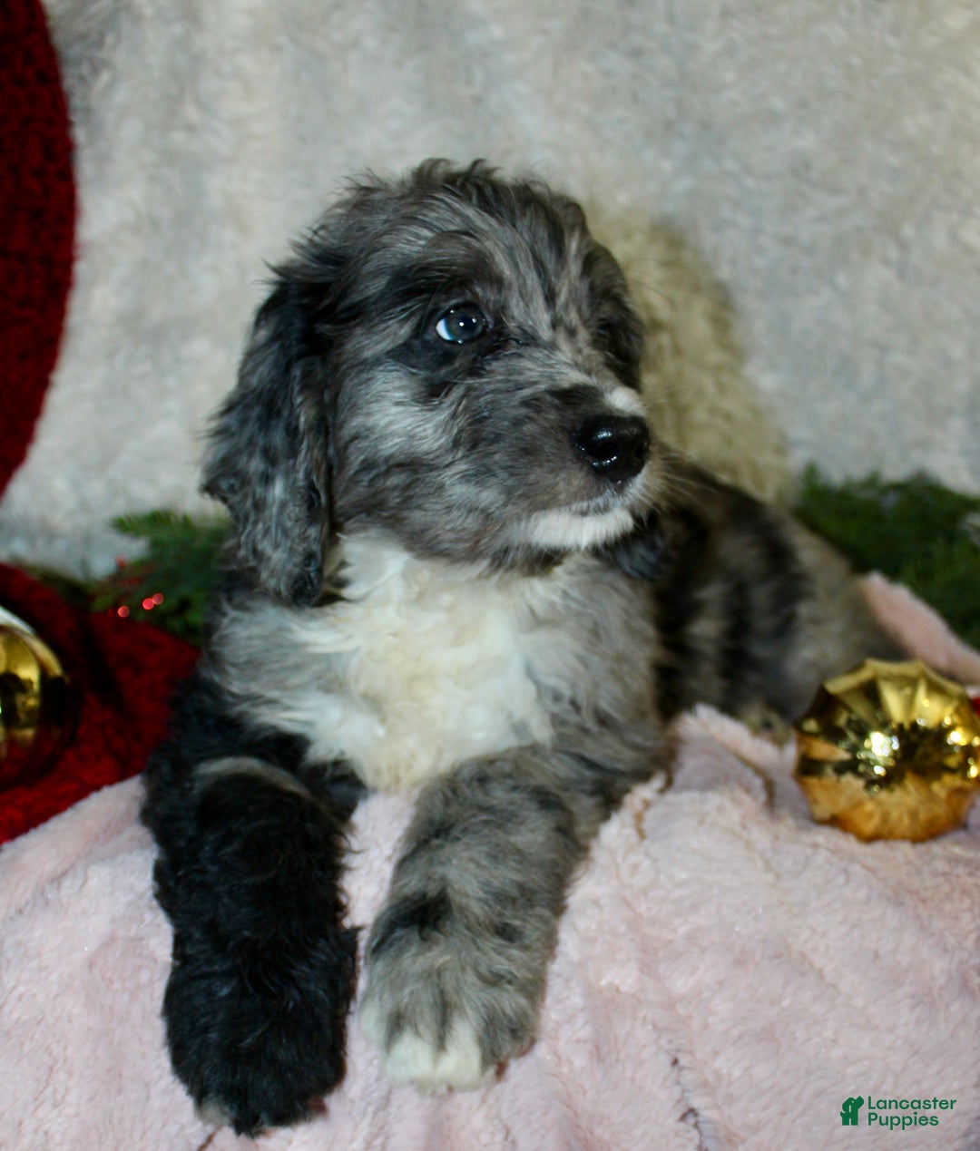 Bernedoodle dogs for sale: Daisy  - Ad 2