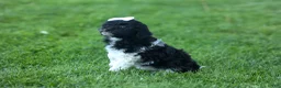 Havapoo dogs for sale: OWEN - Ad 6