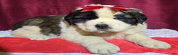 Saint Bernard dogs for sale: Fuzzy Freddy - Ad 2