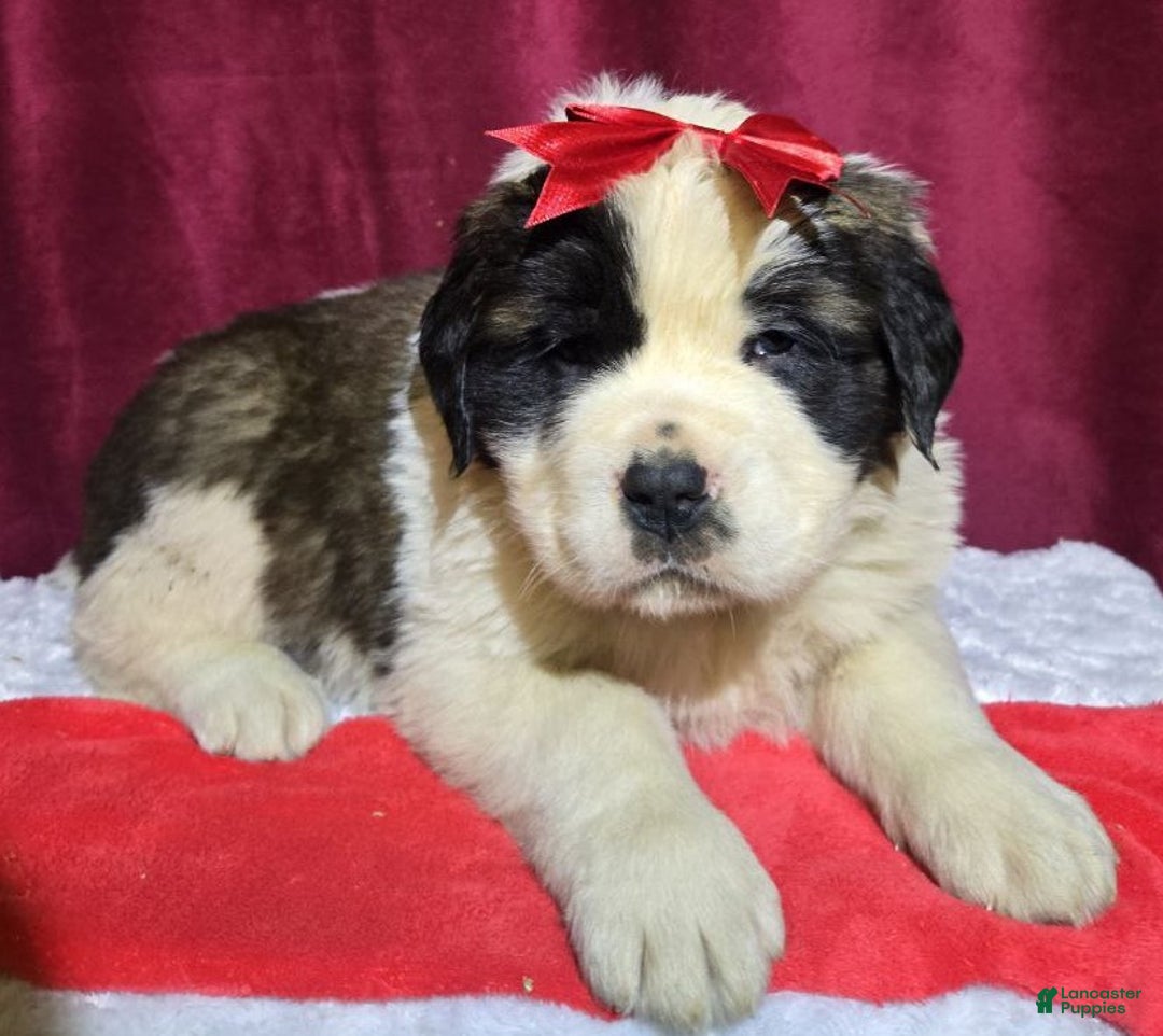 Saint Bernard dogs for sale: Fuzzy Freddy - Ad 2