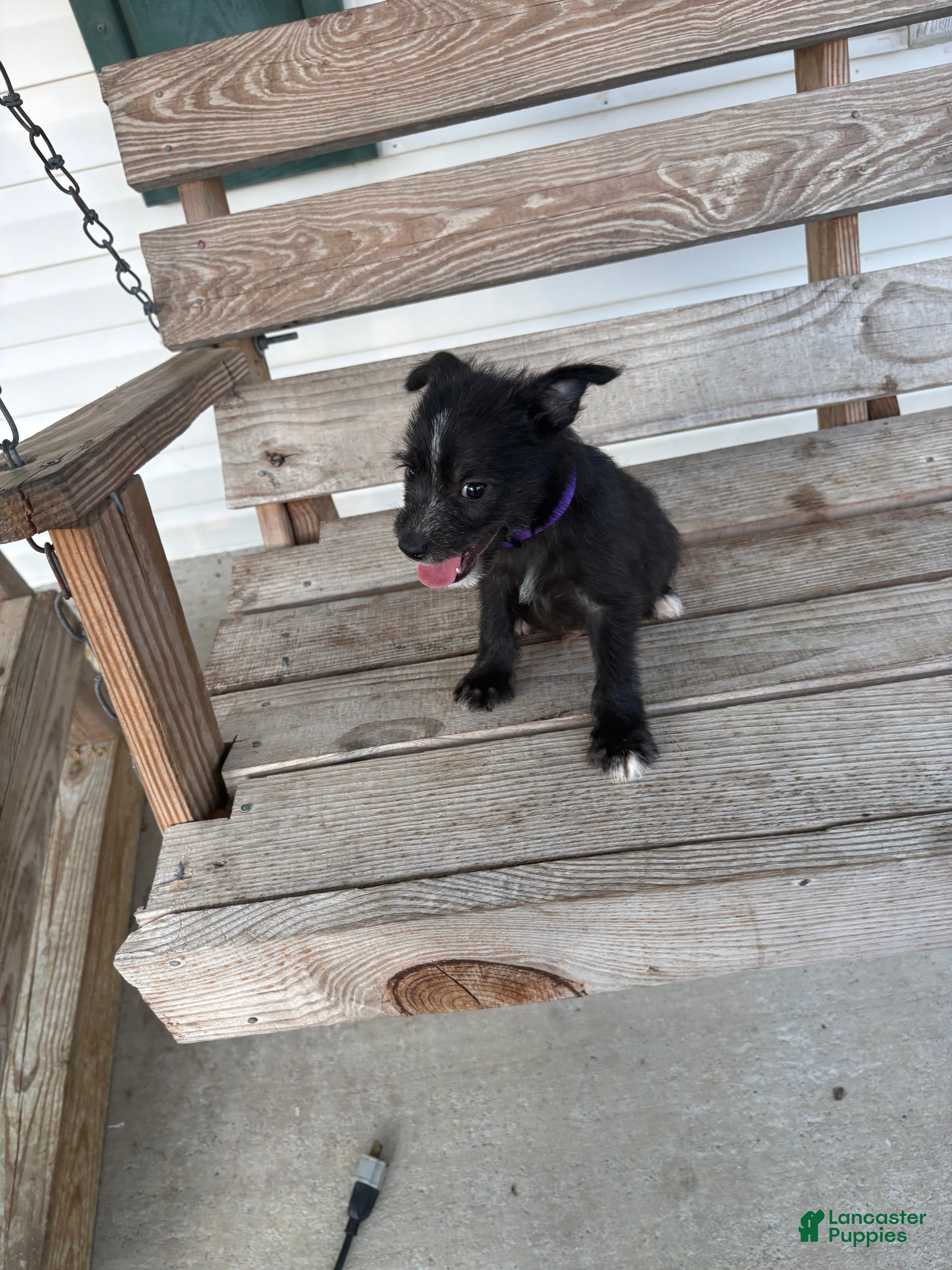 Chihuahua dogs Peanut  - Ad 1