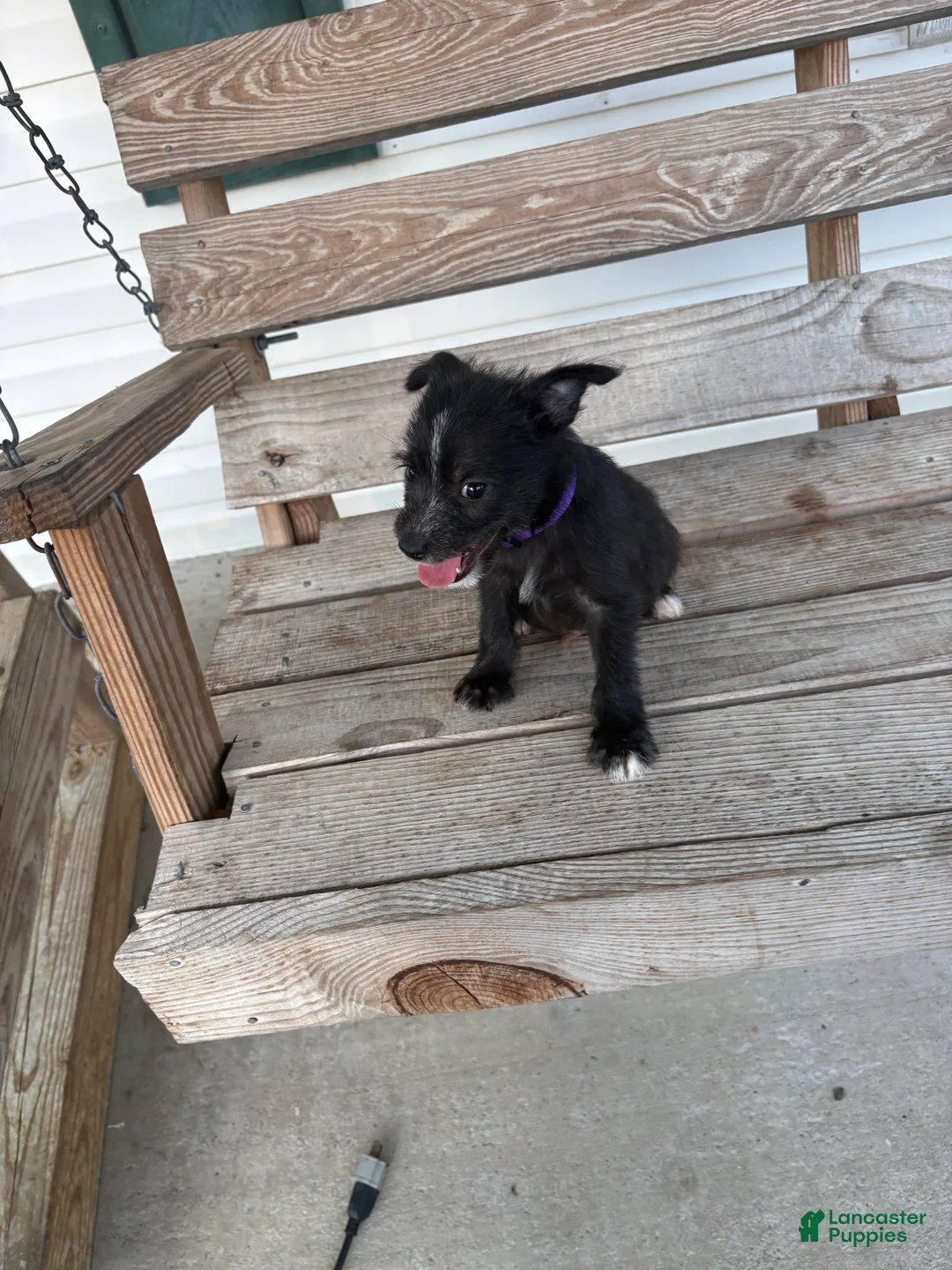 Chihuahua dogs for sale: Peanut  - Ad 1