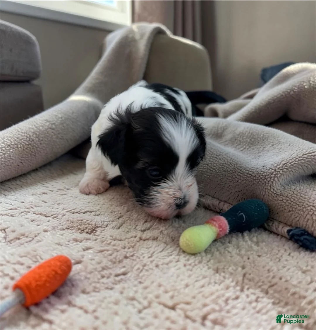 Teddy Bear dogs for sale: Micky Mouse  - Ad 1
