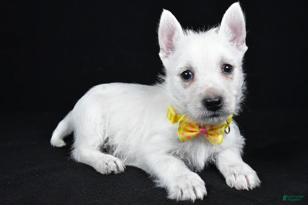 West Highland Terrier dogs for sale: Leo - Ad 2