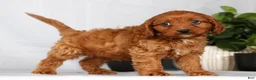 Cavapoo dogs for sale: Milo - Ad 4