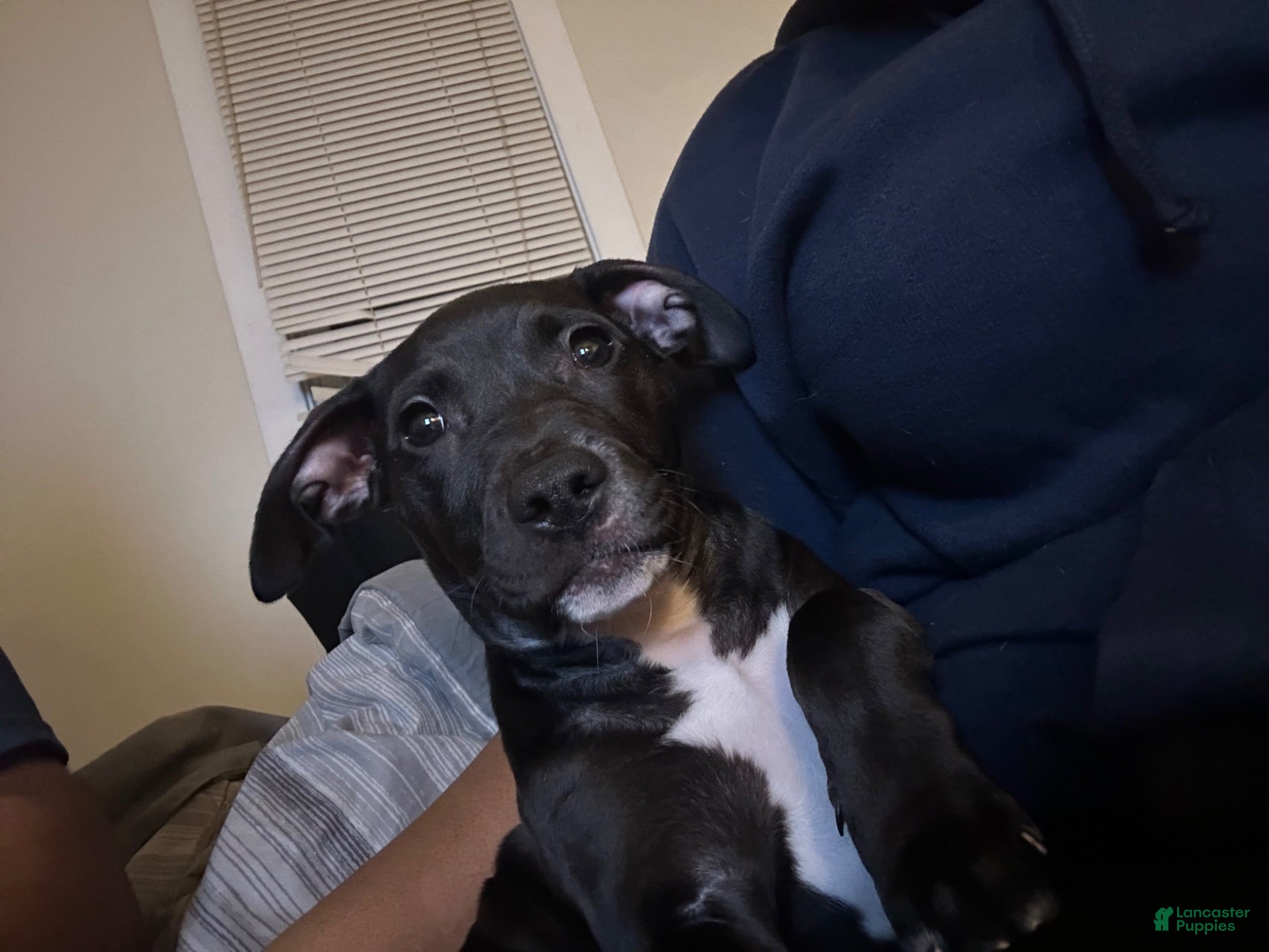 American Pit Bull Terrier dogs American Pit Bull Terrier 1 - Ad 24