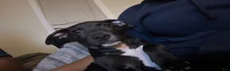 American Pit Bull Terrier dogs for sale: American Pit Bull Terrier 1 - Ad 1