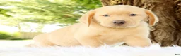 Labrador Retriever dogs for sale: Chase - Ad 6