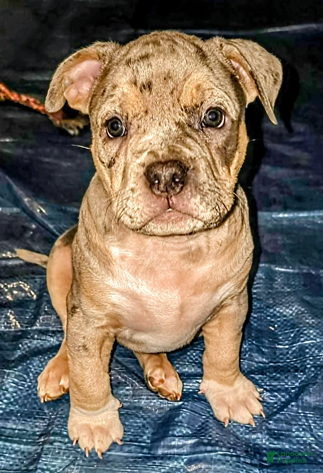 American Bully dogs for sale: Black tri Merle - Ad 1