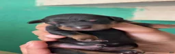 Doberman Pinscher dogs for sale: Doberman Pinscher 1 - Ad 9