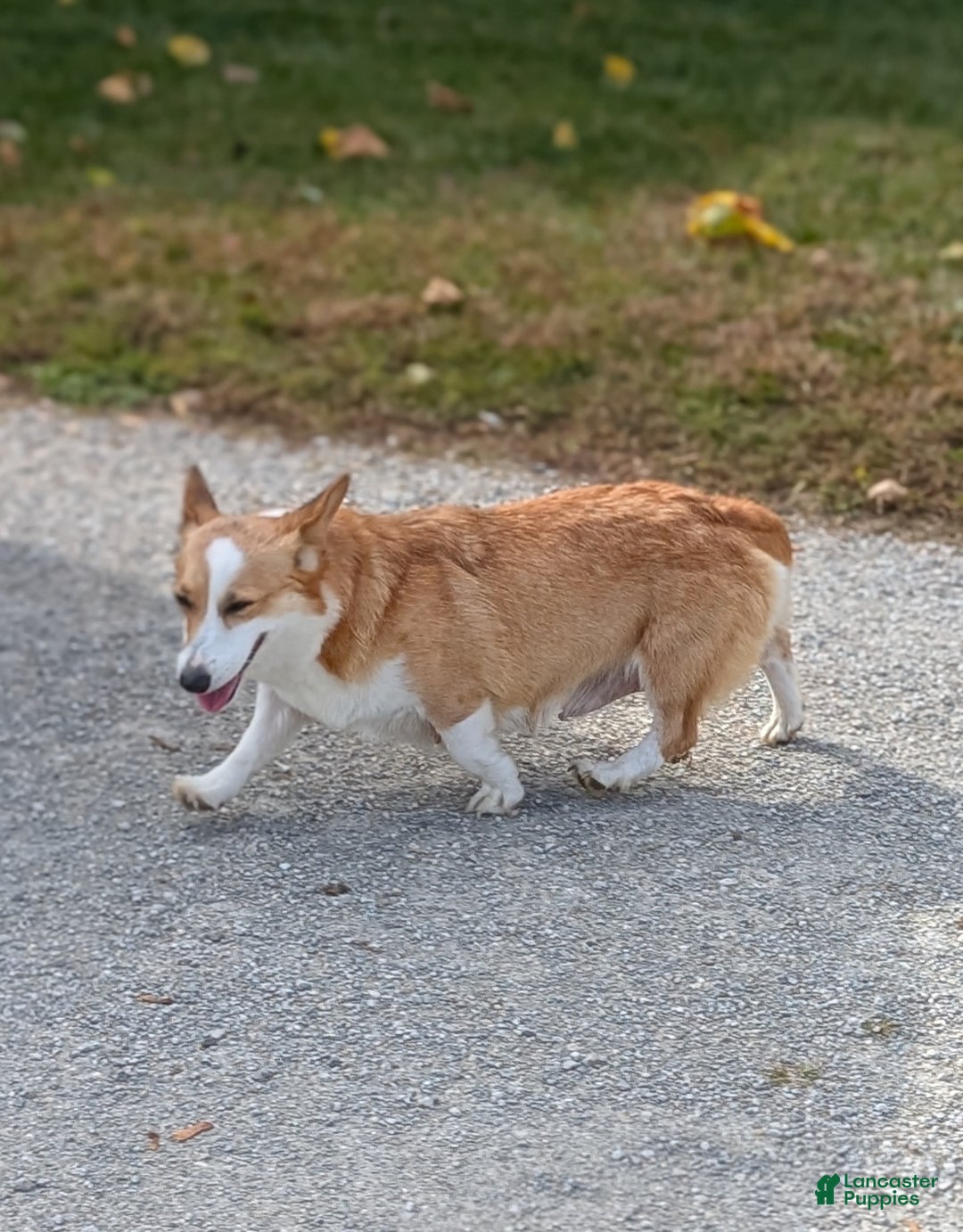 Welsh Corgi Pembroke dogs for sale: Sky - Ad 12