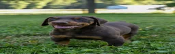 Doberman Pinscher dogs for sale: ODIN - Ad 7