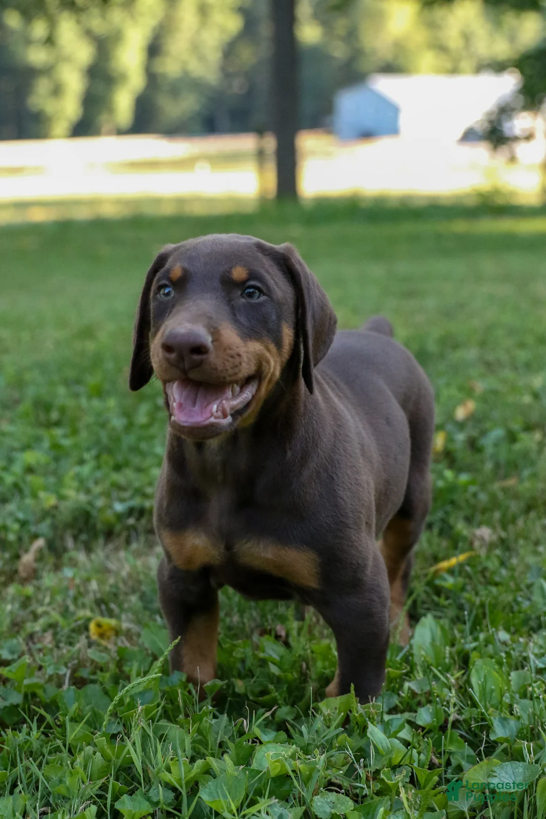 Doberman Pinscher dogs for sale: ODIN - Ad 7