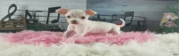 Chihuahua dogs for sale: Chocolate teacup Chihuahua girl. Hand delivery - Ad 3