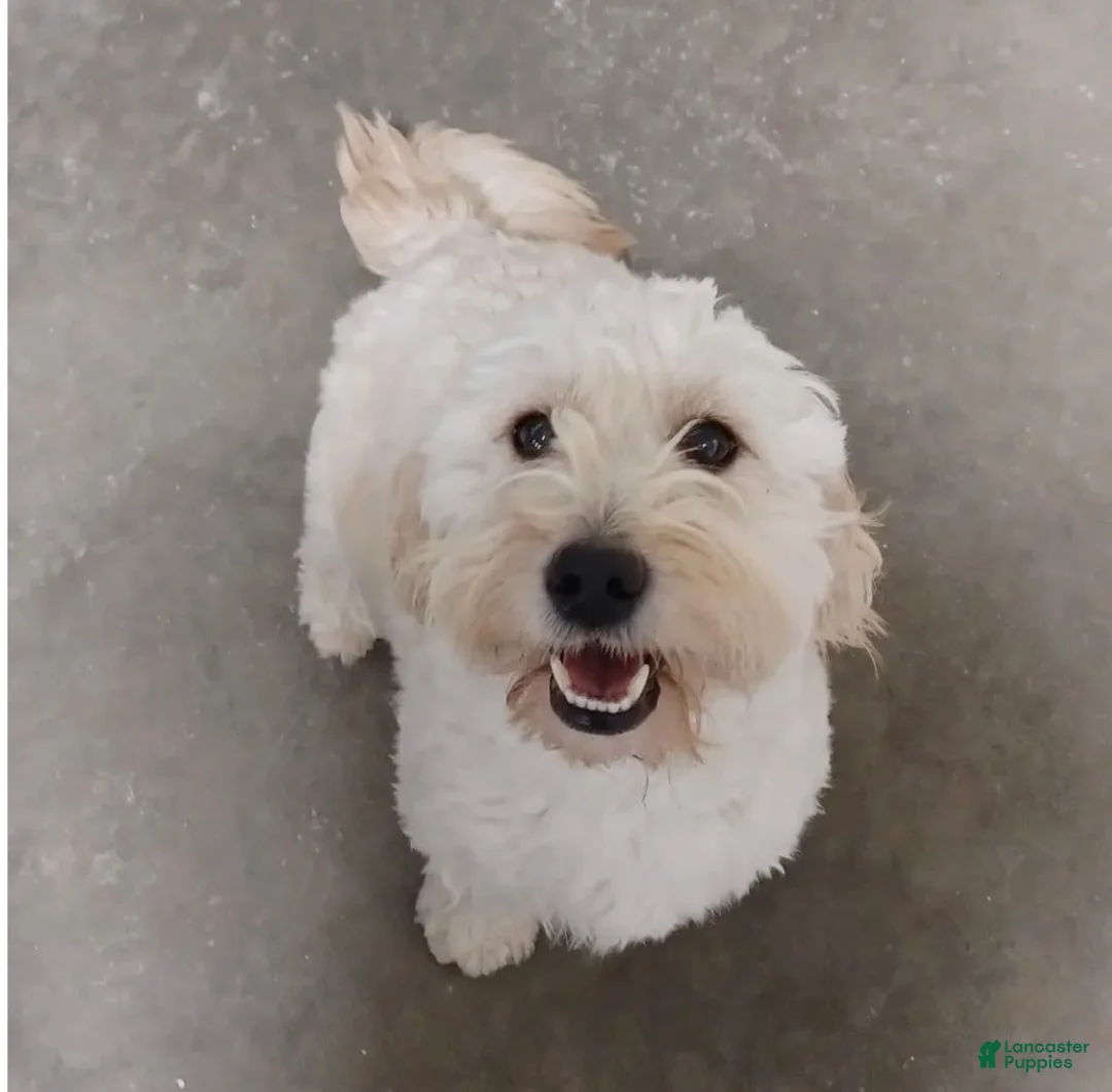 Mini Goldendoodle dogs for sale: Elle Boy 4 - Ad 2