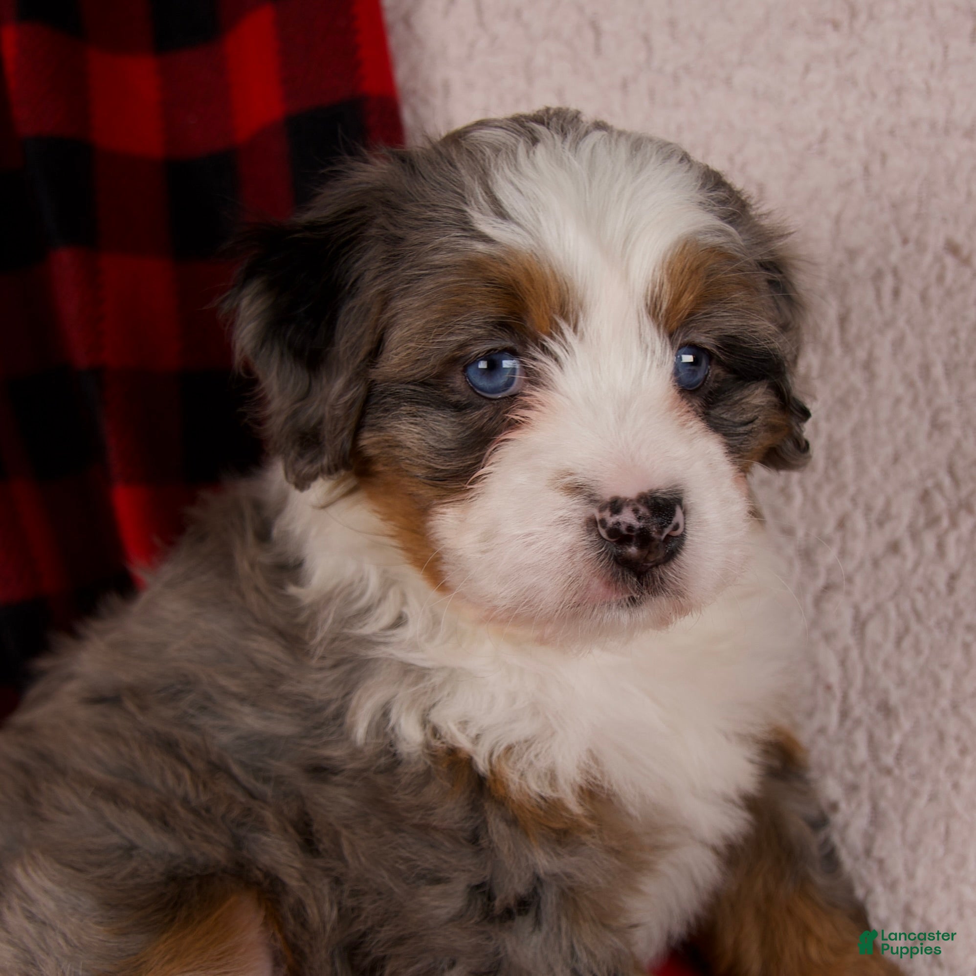 Mini Bernedoodle dogs Holly Girl *Potty Training* - Ad 3