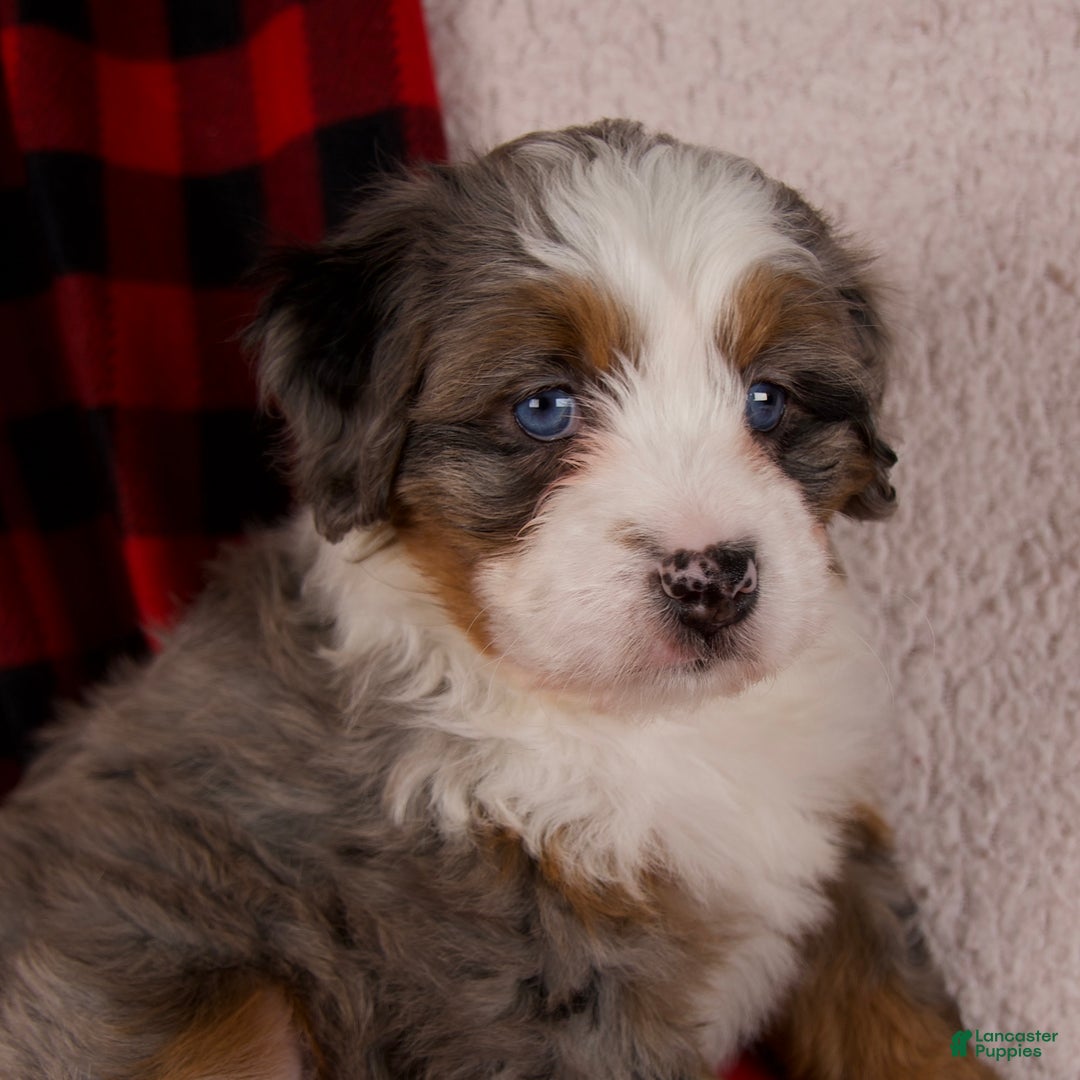 Mini Bernedoodle dogs for sale: Holly Girl *Potty Training* - Ad 3