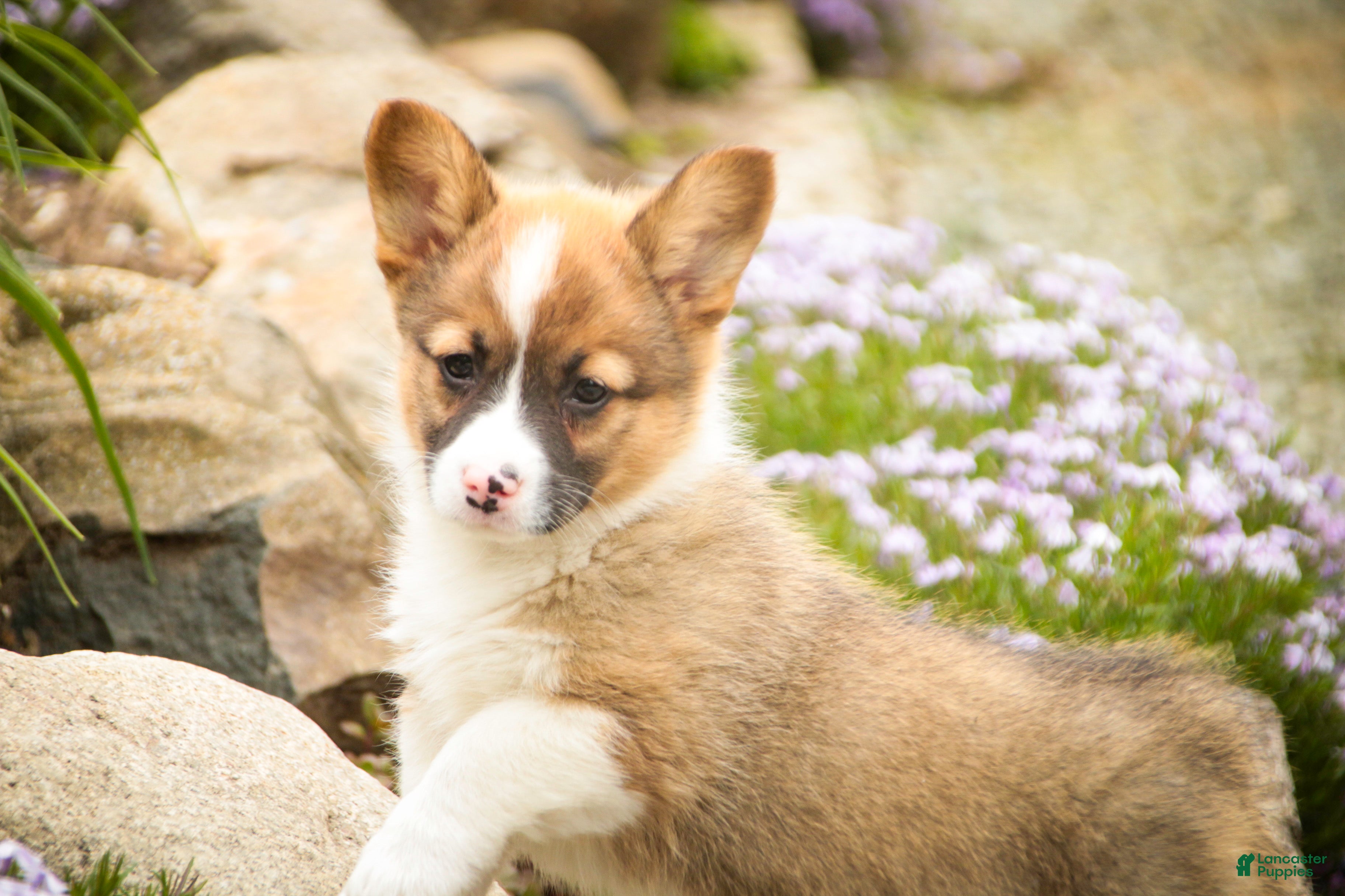 Welsh Corgi Pembroke dogs Georgia - Ad 2