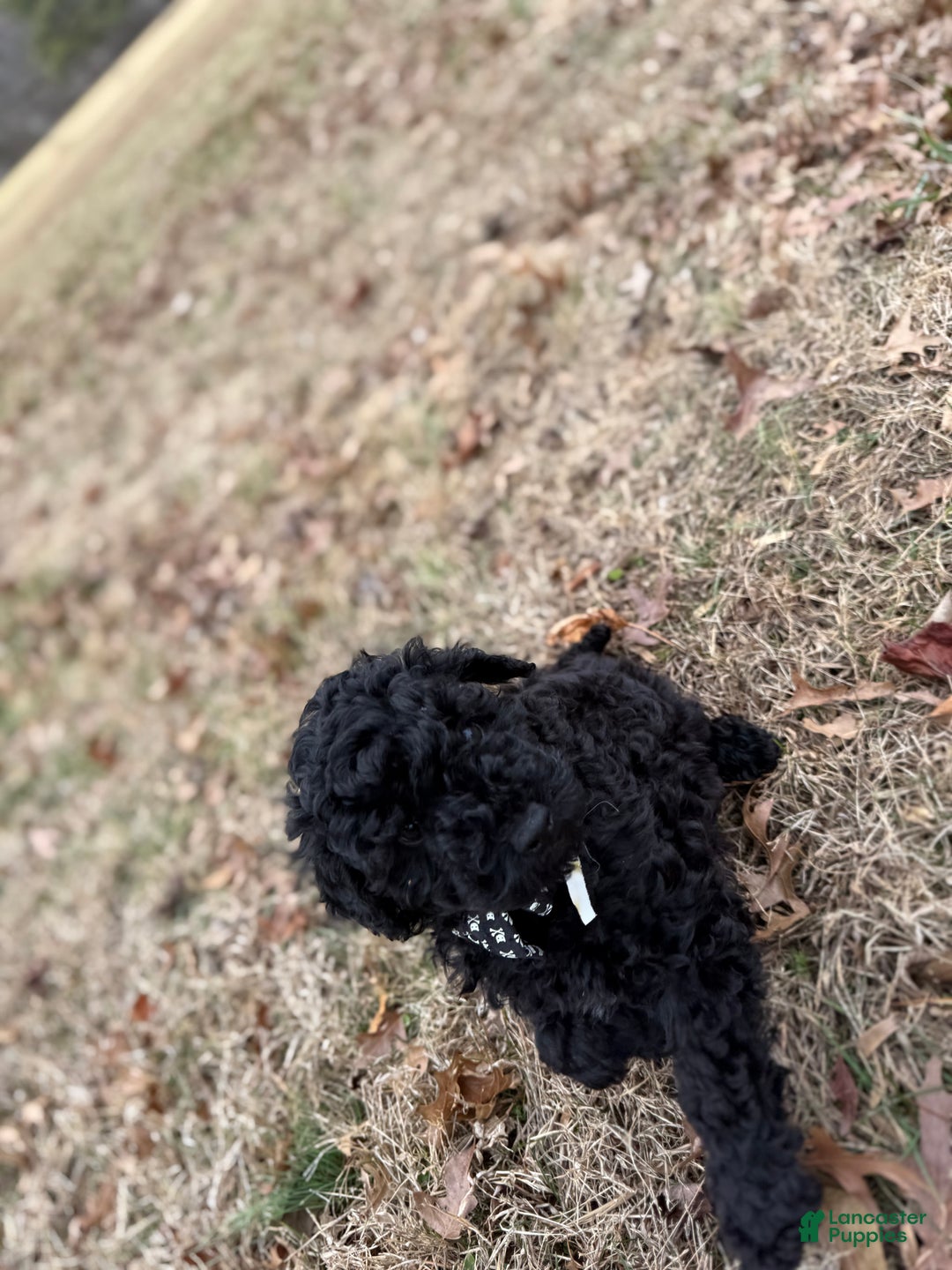 Toy Poodle dogs for sale: Dash - Ad 5