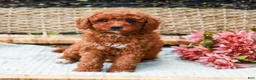 Miniature Labradoodle dogs for sale: Kiwi - Ad 6