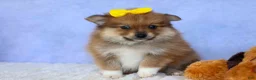 Pomeranian dogs for sale: Farris  - Ad 11