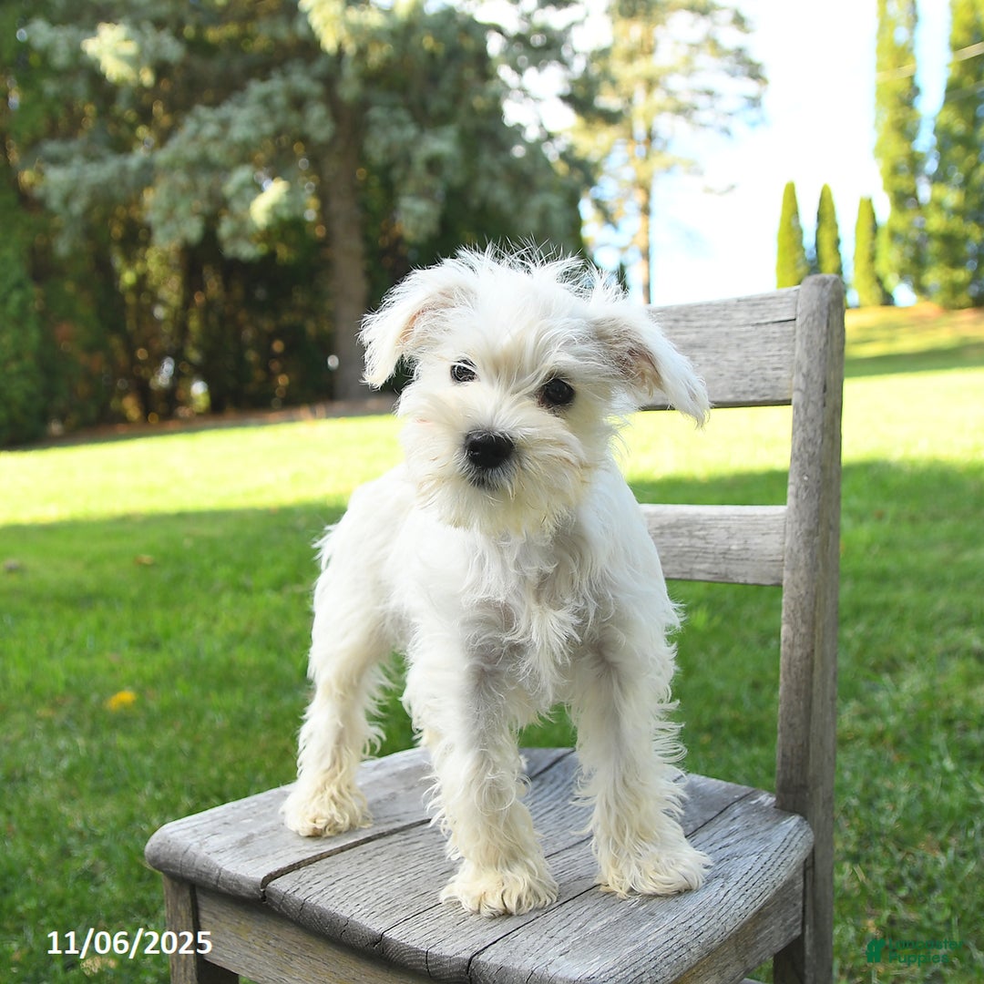 Schnoodle dogs for sale: Everett - Ad 8