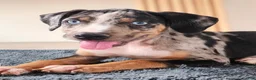 Catahoula Leopard Dog dogs for sale: Bug 2026 Male 2 - Ad 6