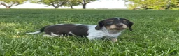 Miniature Dachshund dogs for sale: Cooper - Ad 15