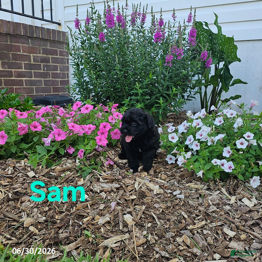 Havapoo dogs Sam - Ad 1