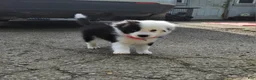 Aussiedoodle dogs for sale: Aussiedoodle Puppy 3 - Ad 2