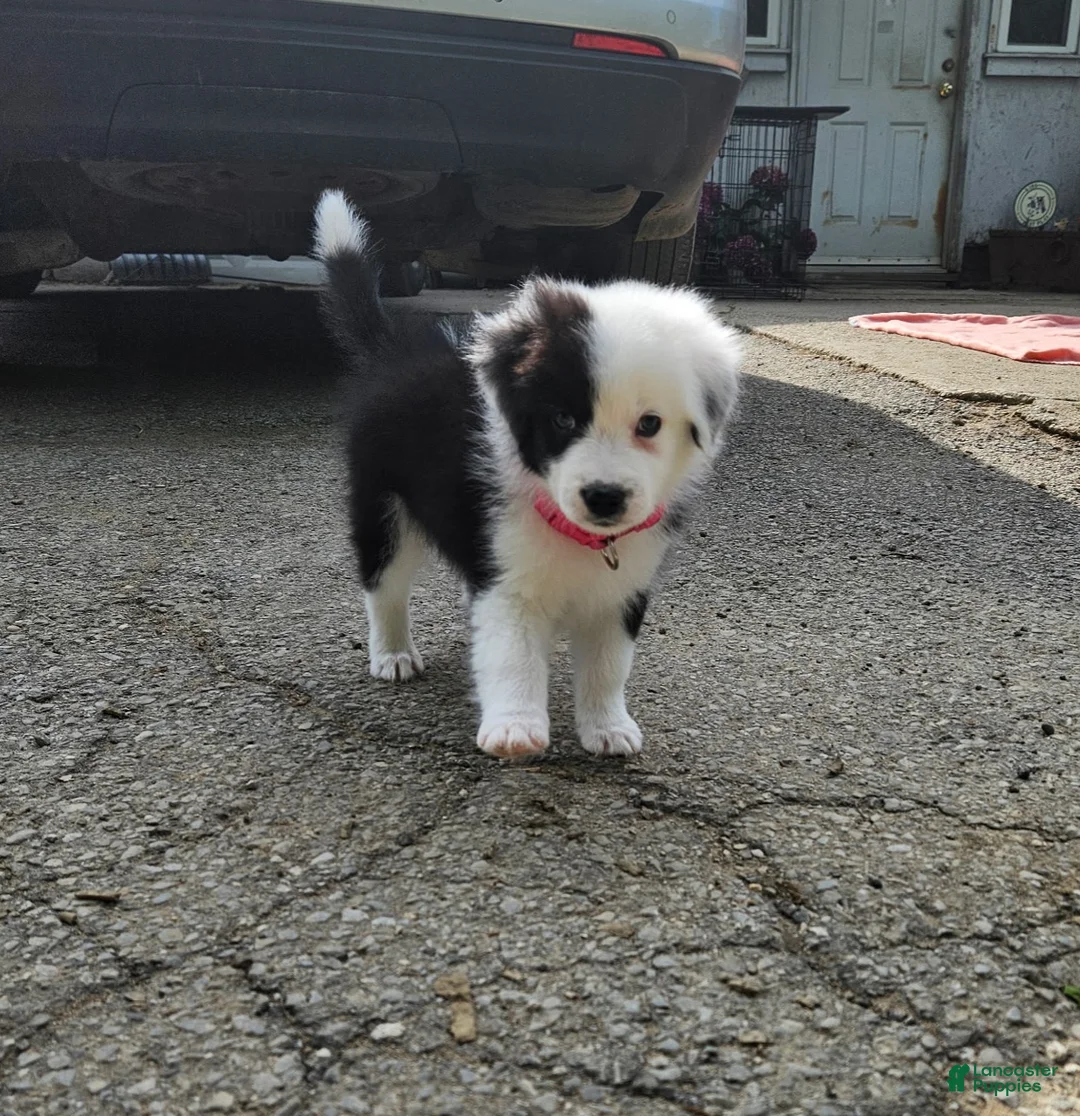 Aussiedoodle dogs for sale: Aussiedoodle Puppy 3 - Ad 2
