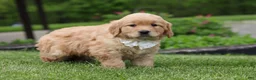 Golden Retriever dogs for sale: Tina - Ad 5