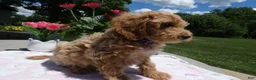 Mini Aussiedoodle dogs for sale: Mini Aussiedoodle 1 - Ad 3