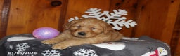 Golden Retriever dogs for sale: Maple    - Ad 1