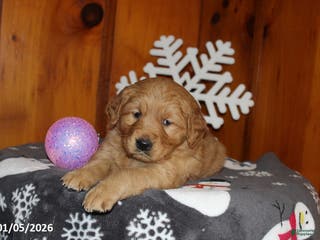 Golden Retriever dogs Maple - Ad 18