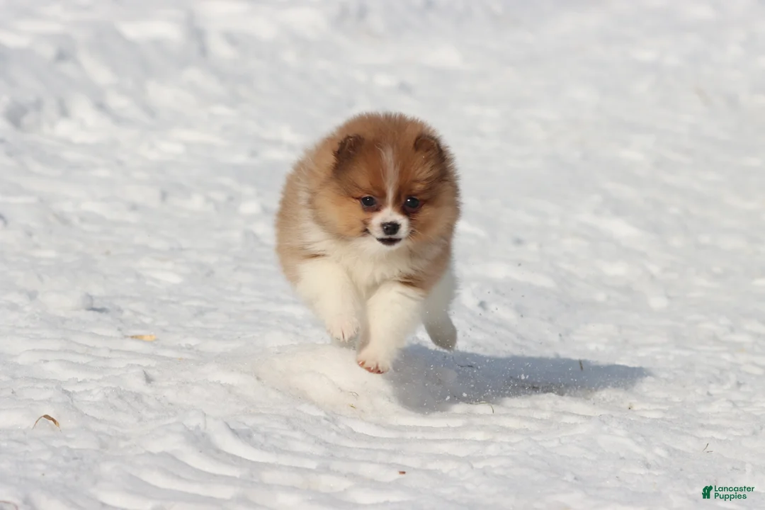 Pomeranian dogs for sale: Pretty Boy - Ad 3