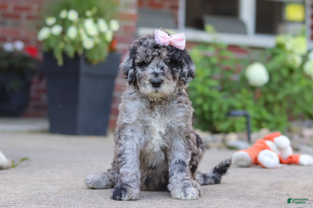Newfypoo dogs for sale: Raina - Ad 1